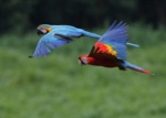 CAPTIVE Blue-and-yellow and Scarlet Macaw